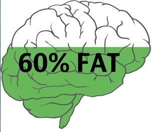 The Importance of a “fatty brain”